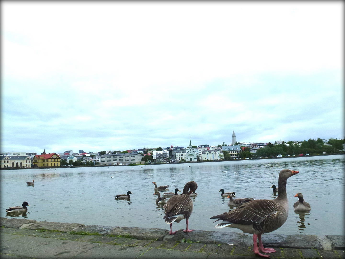 Leben in Reykjavík