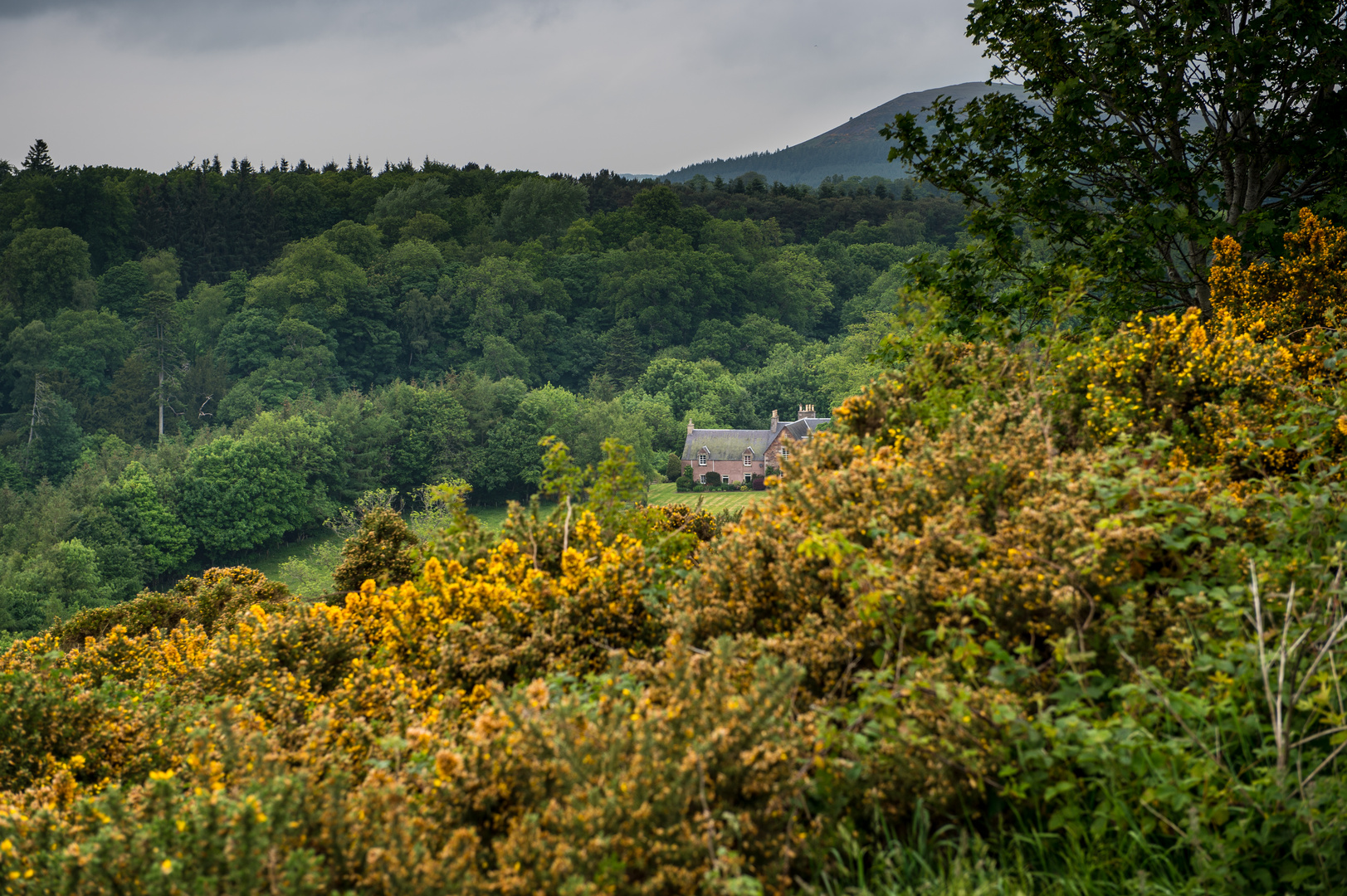 Leben in Wald und Ginster, Schottland