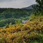 Leben in Wald und Ginster, Schottland