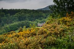 Leben in Wald und Ginster, Schottland