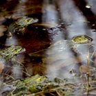 Leben ist im Teich