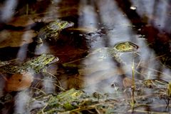 Leben ist im Teich