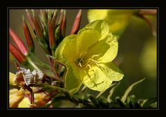 .....Leben ist: Knospe, Blühte, Tod