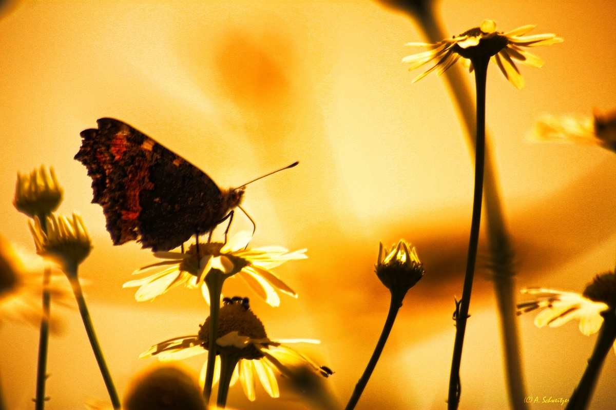 Get Leben ist nicht genug sagte der schmetterling For iPhone