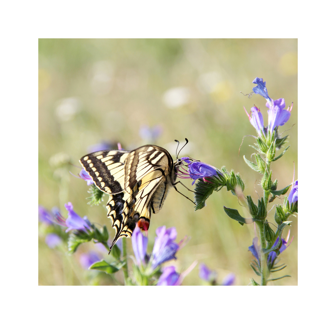 Get Leben ist nicht genug sagte der schmetterling Free