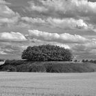 Leben kehrt zurück - Altbergbauhalde im Mansfelder Land