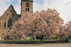 Leben mit dem Braunkohletagebau: Die Blüte kommt vor dem Fall