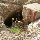 Leben mit dem Braunkohletagebau: Keine Höhle bietet mehr Schutz vor der Aushöhlung