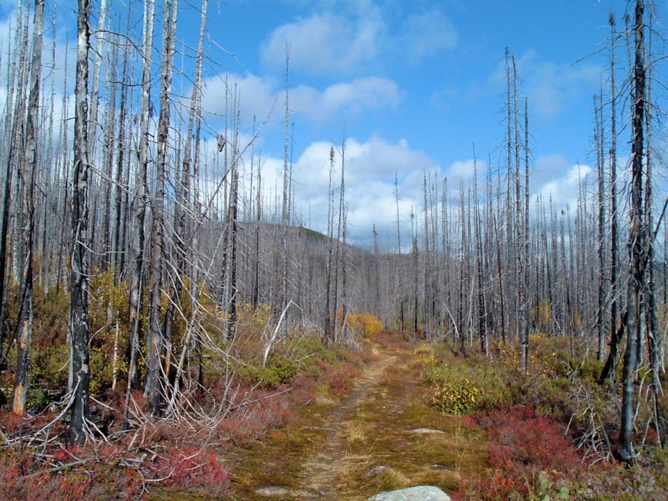 Leben nach dem Waldbrand