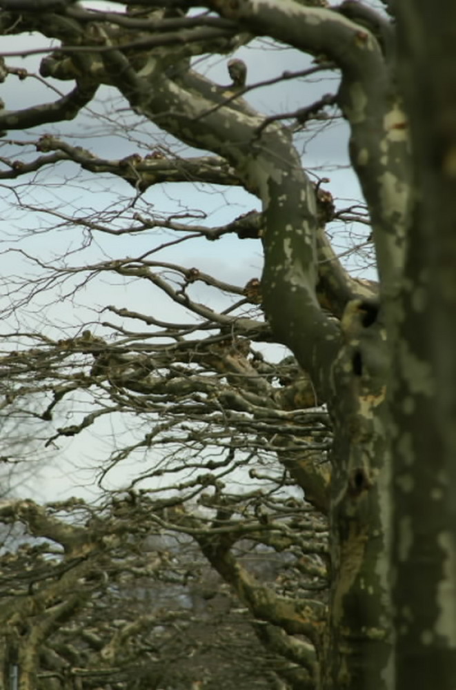 Leben oder Tod? (LIFE OR DEATH?)