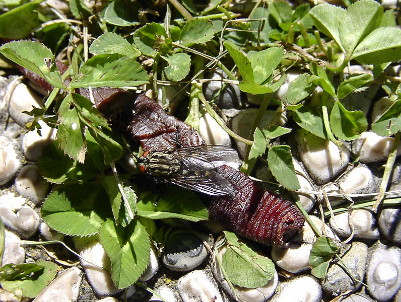 Leben u. Sterben in der Natur