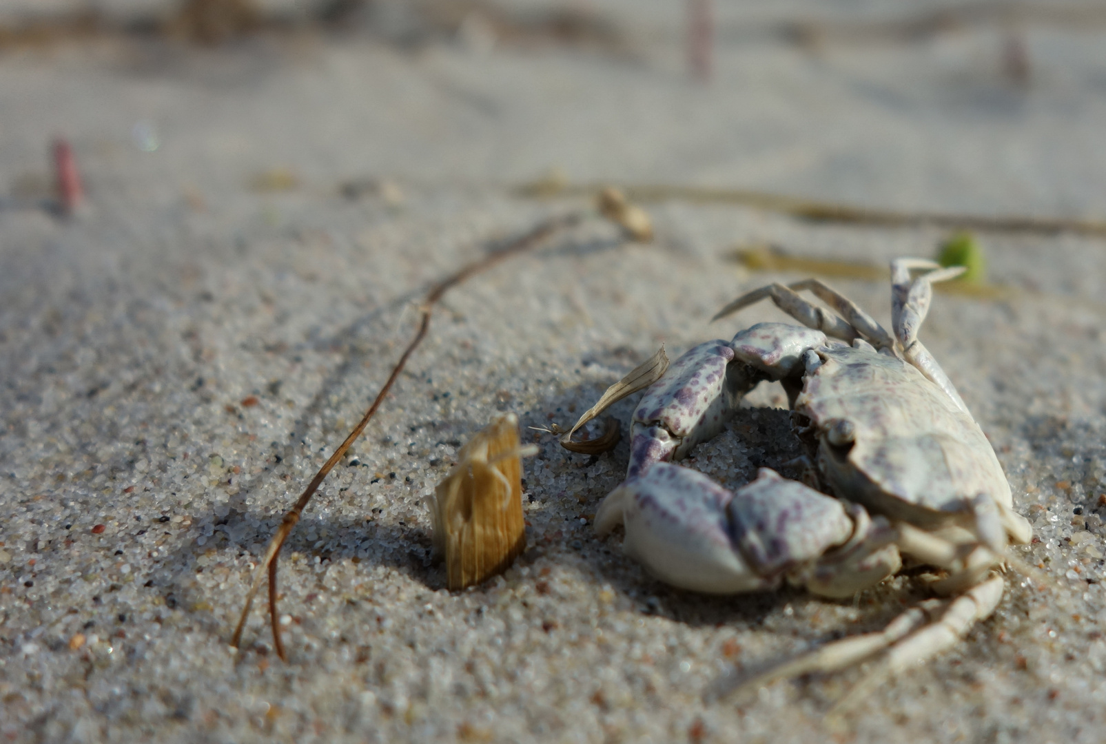 Leben und sterben an der Küste - kleine Strandkrabbe