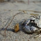 Leben und sterben an der Küste - kleine Strandkrabbe