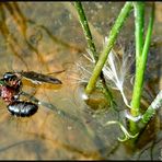 Leben und sterben im Teich oder Leckerbissen für einen Wasserläufer