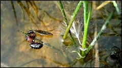 Leben und sterben im Teich oder Leckerbissen für einen Wasserläufer