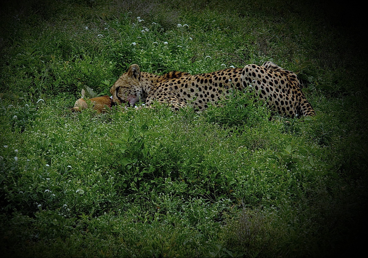 Leben und Sterben in der Serengeti