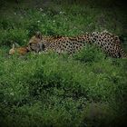 Leben und Sterben in der Serengeti