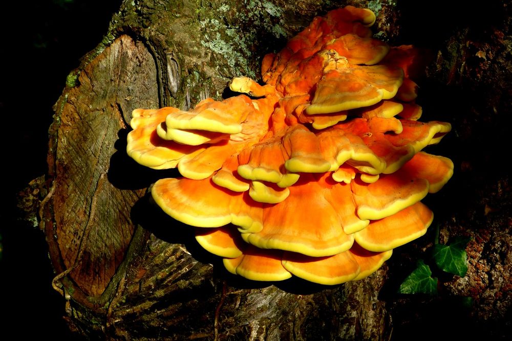 Leben und sterben lassen! Foto &