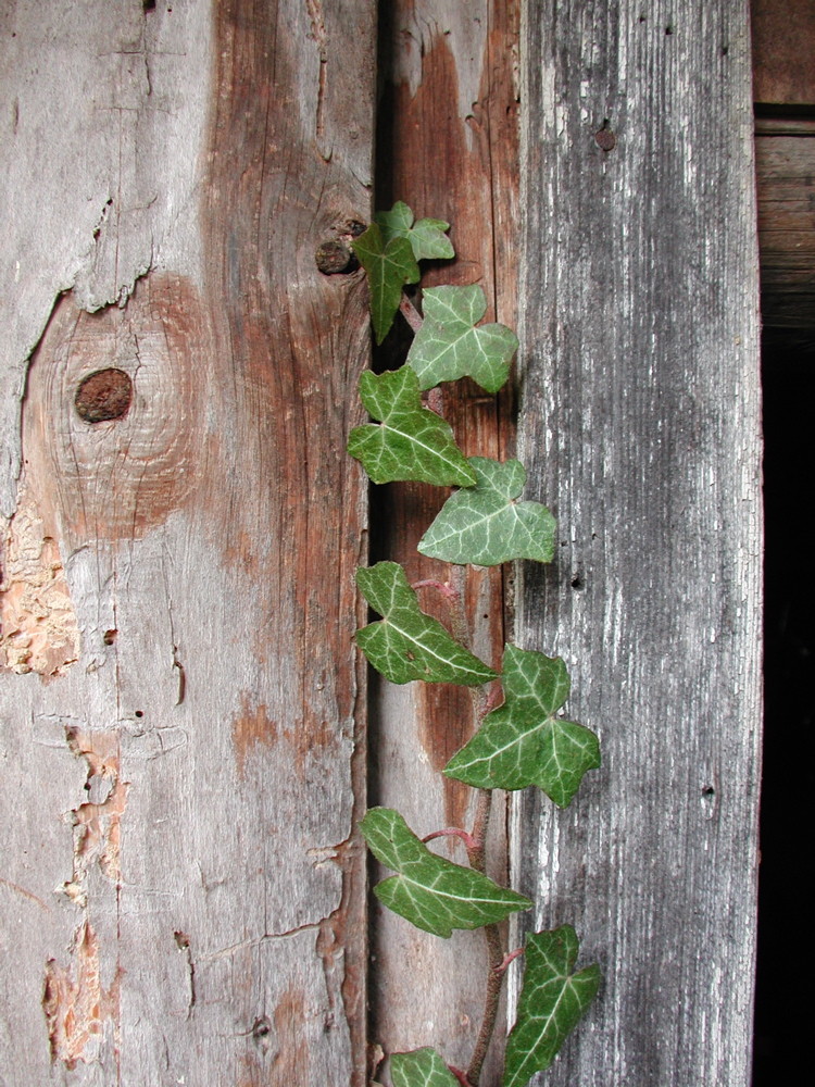 Leben und Tod