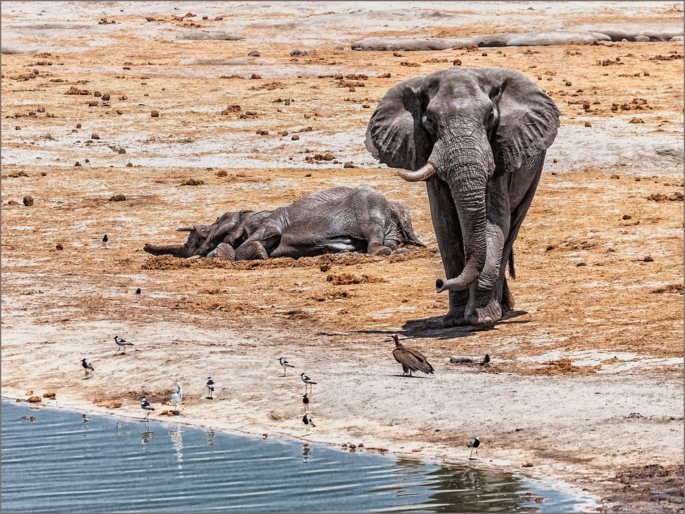 Leben und Tod am Wasserloch 