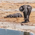 Leben und Tod am Wasserloch 