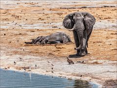 Leben und Tod am Wasserloch 