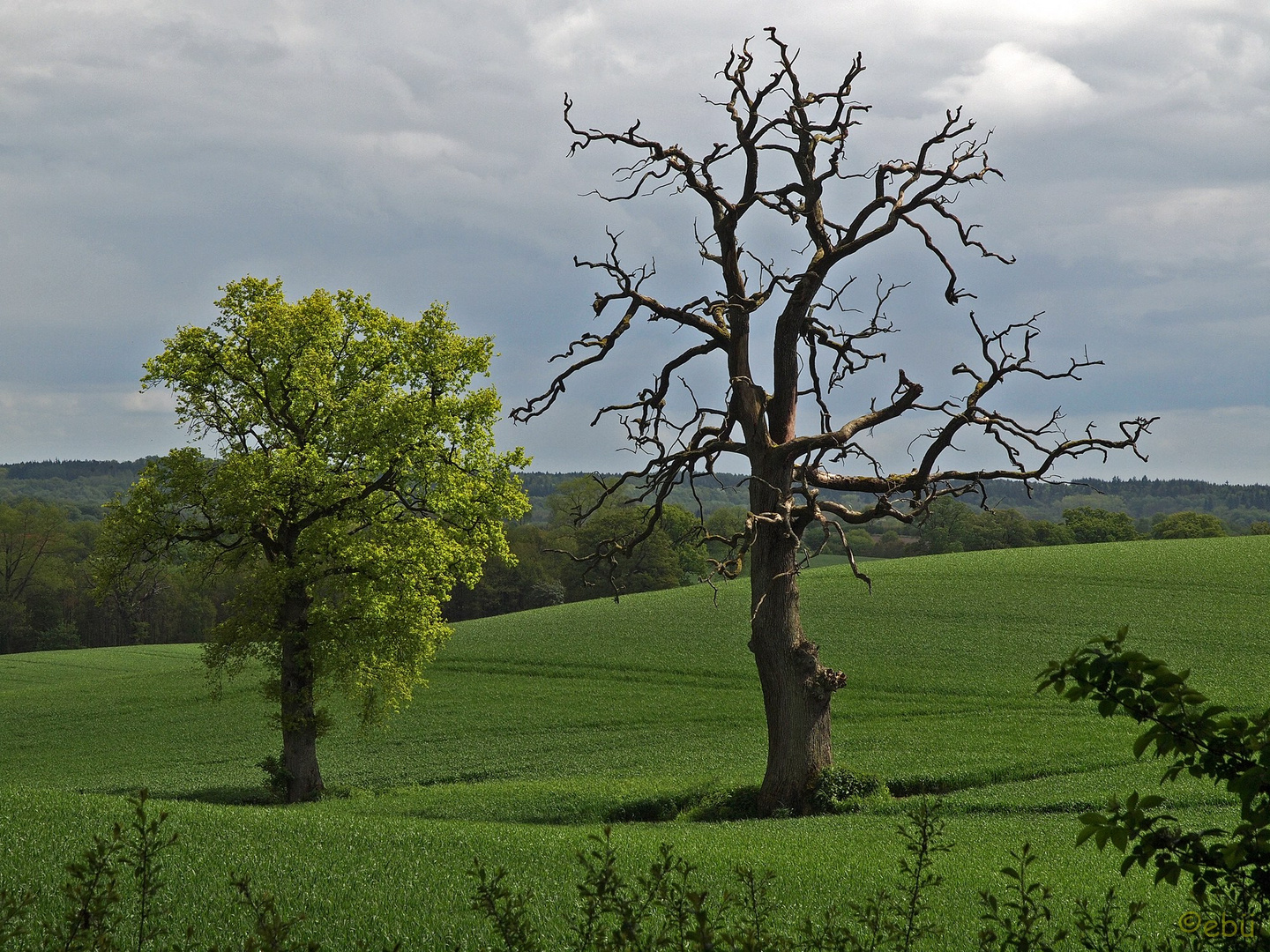 ~ Leben und Tod ~