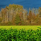 Leben und Tod im Herbstwald