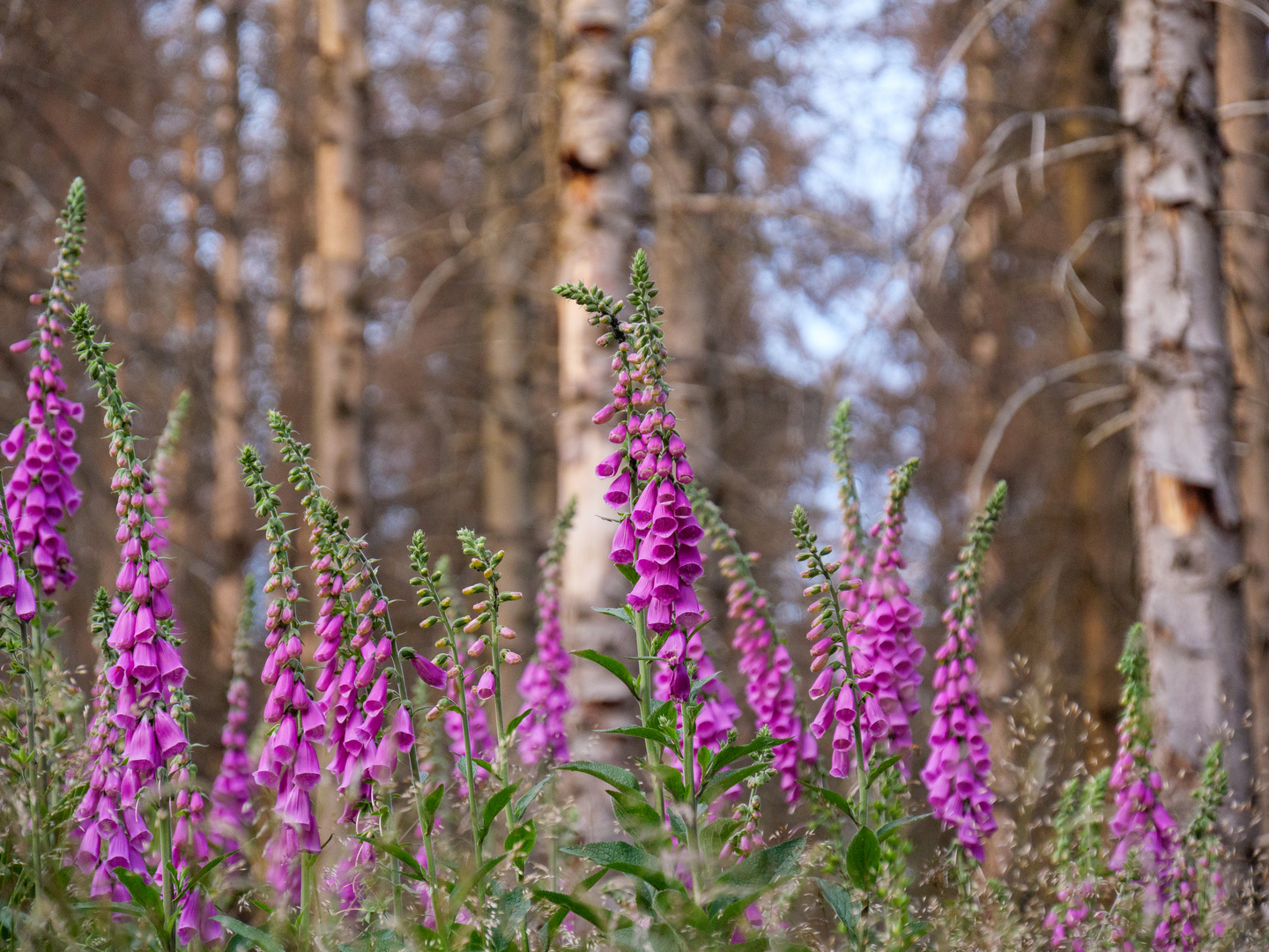 Leben und Tod im Wald