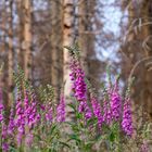 Leben und Tod im Wald