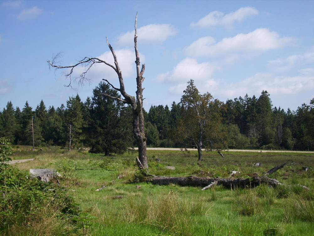 Leben und Tod - Schwarzwaldhochstrasse