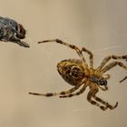 Leben und Tod sind unentwirrbar verknüpft