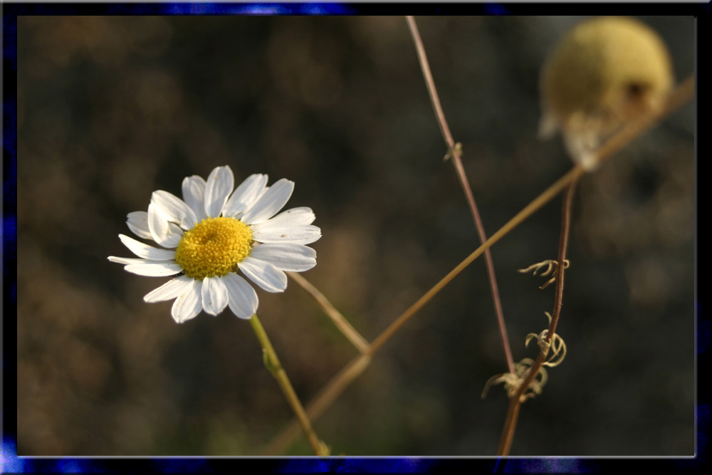 Leben und Tot