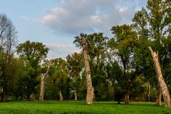 Leben und Tot in den Siegauen