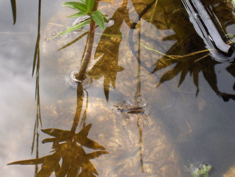 Leben und Wasser