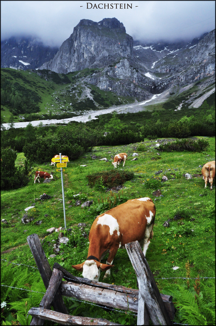 Leben VS Berge