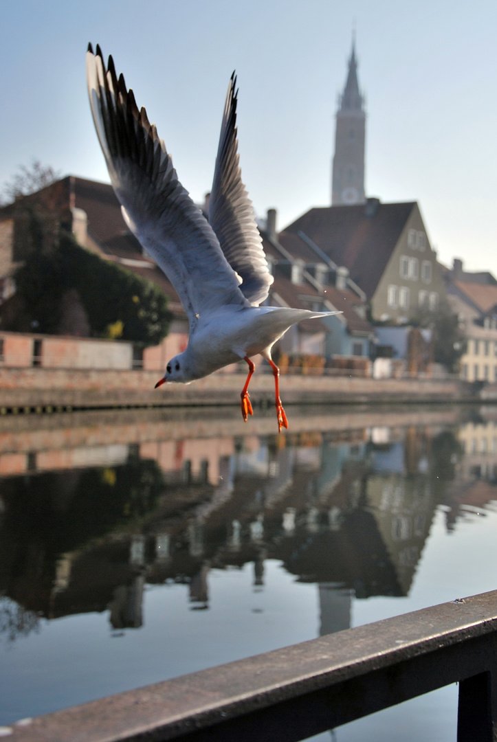 Leben wie die Möwen in Landshut