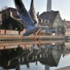 Leben wie die Möwen in Landshut