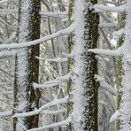 Leben wie ein Baum, brüderlich im WALD.