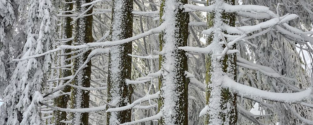 Leben wie ein Baum, brüderlich im WALD.