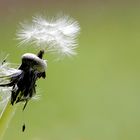 Leben wird weitergegeben