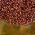 "Lebende Flöße" - eine Überlebensstrategie von Ameisen bei Überschwemmungen 