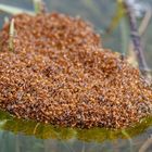 "Lebende Flöße" - eine Überlebensstrategie von Ameisen bei Überschwemmungen 