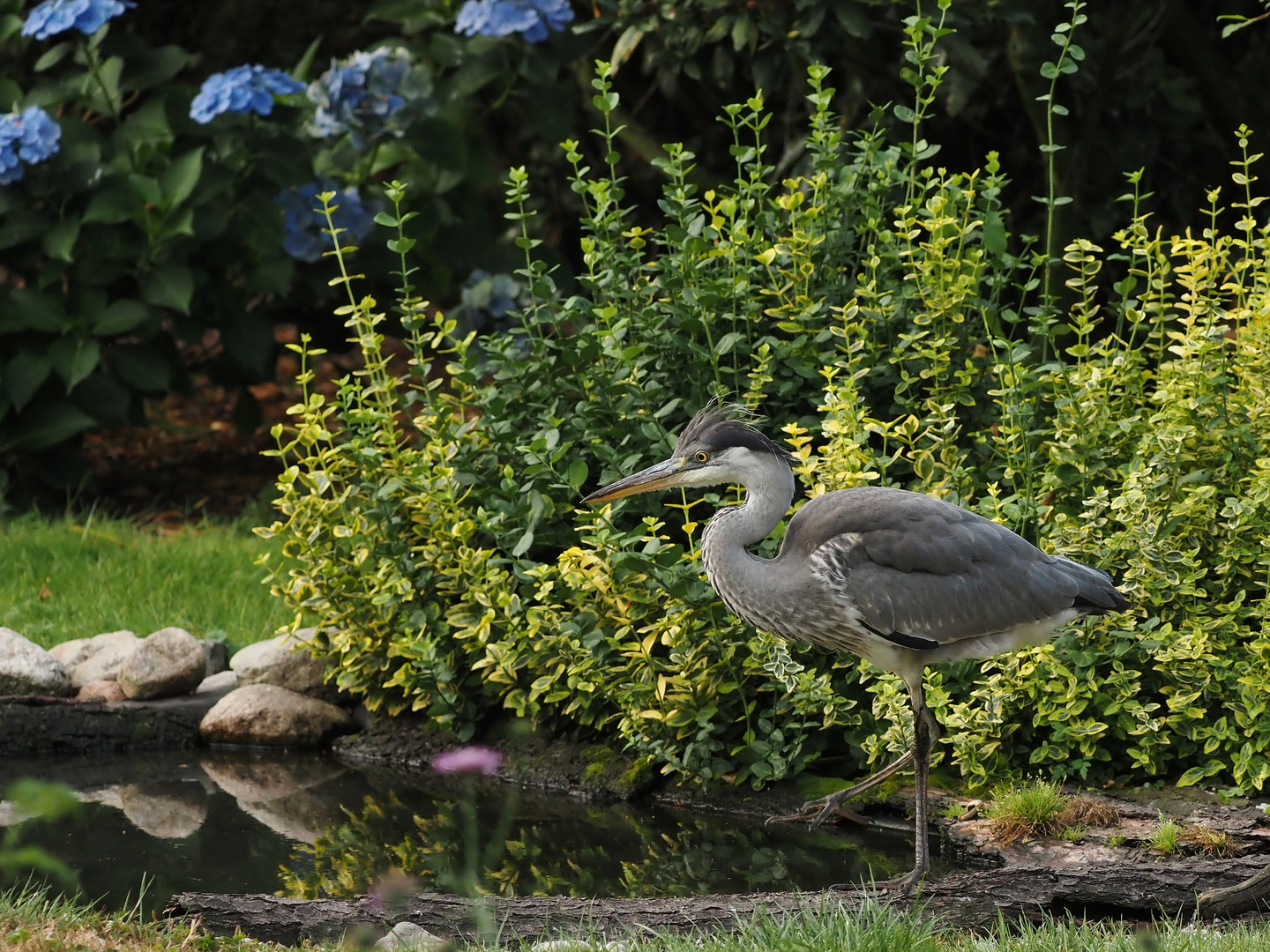 Lebende "Garten-Deko"