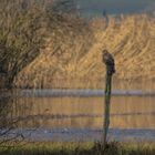 lebende Landschaft