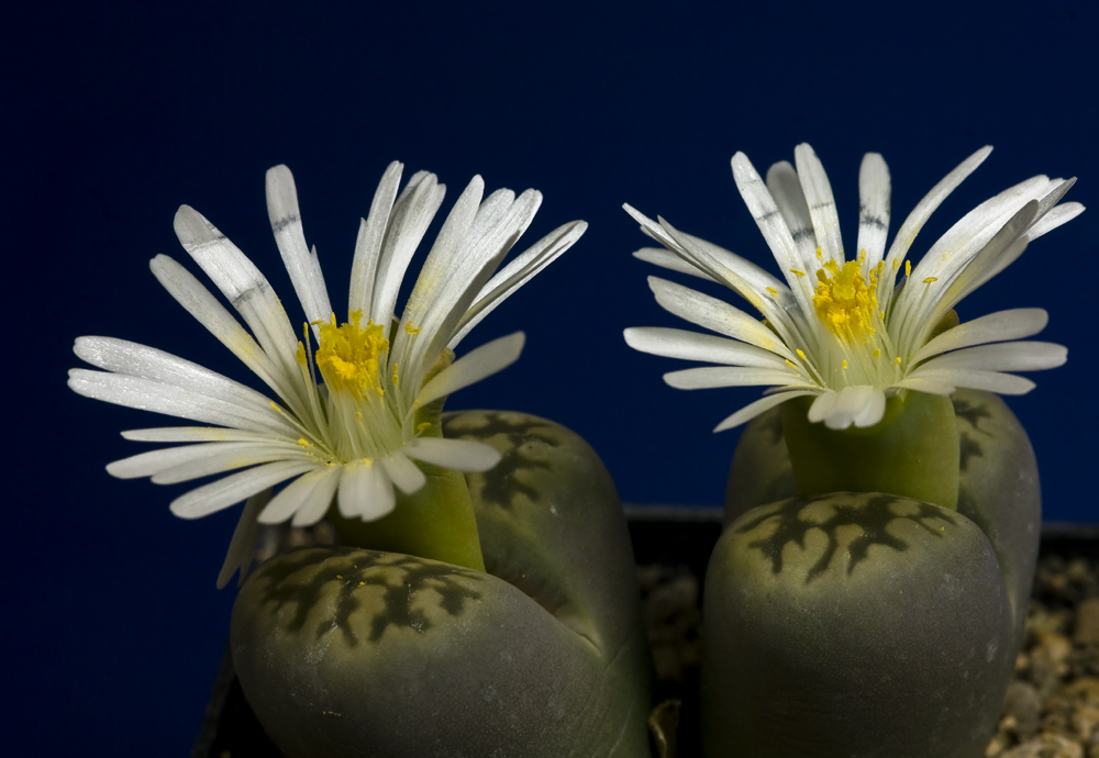 Lebende Steine Lithops  Bild1