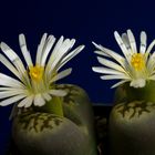 Lebende Steine Lithops  Bild1