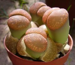 Lebende Steine - Lithops lesliei von der Seite