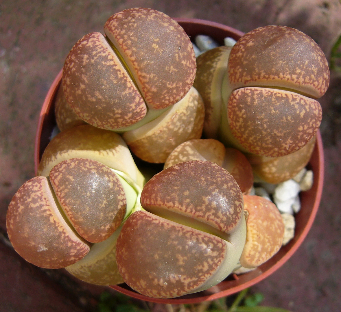 Lebende Steine - Lithops lesliei von oben