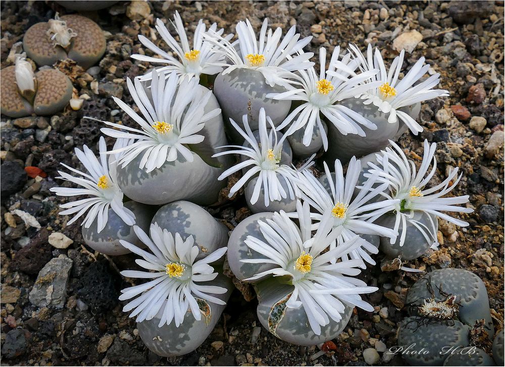 Lebende Steine mit Blüten........